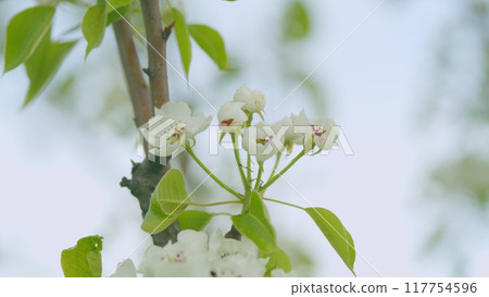 Spring blossom background. Beautiful spring flowers. White pear flowers. Close up. 117754596