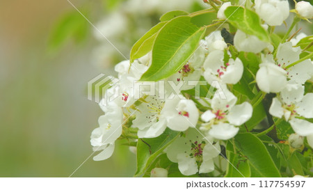Pear tree blooming with white flowers in spring. Nice white pear spring flowers branch on tree nature awakening. Close up. Pear tree blooming with white flowers in spring. Nice white pear spring flowers branch on tree nature awakening. Close up. 117754597