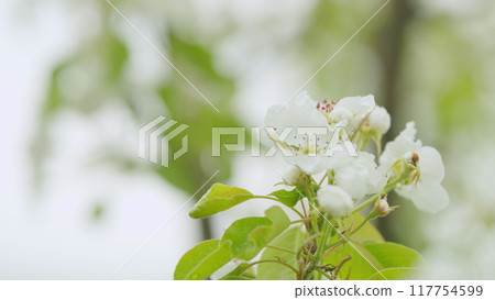 Bright floral scene with natural lighting. Beautiful pear blossoms. Close up. 117754599