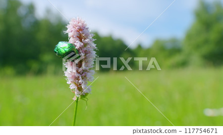 Rose chafer. Bistorta officinalis blooming field, meadow bistort pink flowers background. Slow motion. 117754671