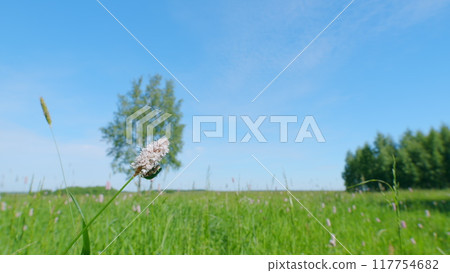 Polygonum bistorta officinalis or bistort pink plant with green leaves. Protaetia cuprea. Slow motion. 117754682