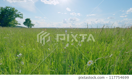 Summer chamomile field. Daisy flower on a sunny summer day. White daisies in a green field. Slow motion. Summer chamomile field. Daisy flower on a sunny summer day. White daisies in a green field. Slow motion. 117754699