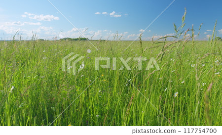White daisy flower sways in the wind. Pharmaceutical camomile. Environmental conservation. Slow motion. 117754700