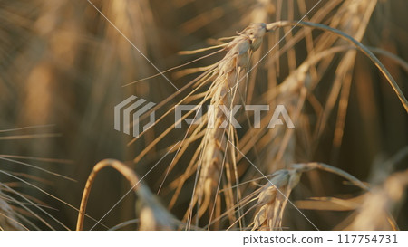 Ripening ears of meadow wheat field. Farmer wheat field. Agriculture. Harvesting on fertile soil. Close up. Ripening ears of meadow wheat field. Farmer wheat field. Agriculture. Harvesting on fertile soil. Close up. 117754731