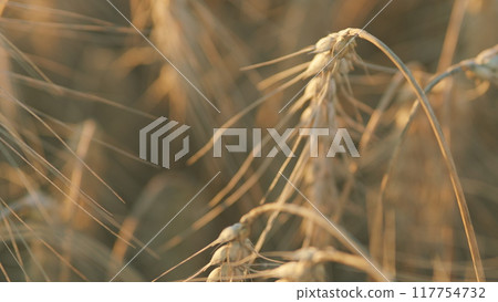 Ripe wheat ears in field. Healthy food. Growing bread, agriculture. Outdoor summer nature. Crops field. Close up. 117754732