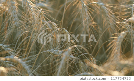 Ripe wheat ears gold wheat field. Grains growing wheat industry farm lands. Close up. Ripe wheat ears gold wheat field. Grains growing wheat industry farm lands. Close up. 117754733