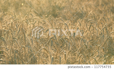 Beautiful vast yellow field of ripe wheat plants. Wheat field at sunrise. Harvest and crop concept. Selective focus. 117754735
