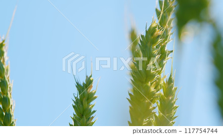 Countryside over a field of wheat. Agricultural field of yellow green barley wheat in wind. Low angle view. 117754744