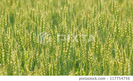 Ears of wheat on field a during hot day. Green yellow spikelets of wheat field move slow motion from light breeze. Close up. Ears of wheat on field a during hot day. Green yellow spikelets of wheat field move slow motion from light breeze. Close up. 117754756