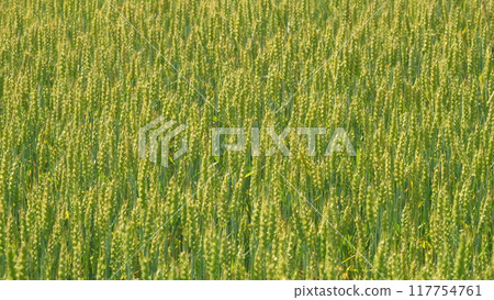 field for making bread. Unripe grain farm field. Golden green ripe ears of wheat in rays of sun sway in wind. field for making bread. 117754761
