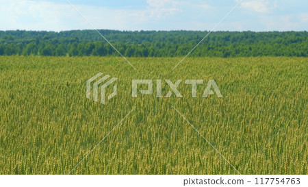 Ripe grains crop during warm summer day. Picturesque view of green wheat swaying in winds blowing. Rack focus. 117754763