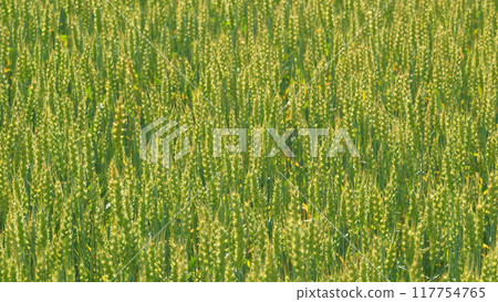 Wind sways thick barley in a field creating waves. Agriculture concept of bio farming and ecological beautiful nature. Slow motion. Wind sways thick barley in a field creating waves. Agriculture concept of bio farming and ecological beautiful nature. Slow motion. 117754765