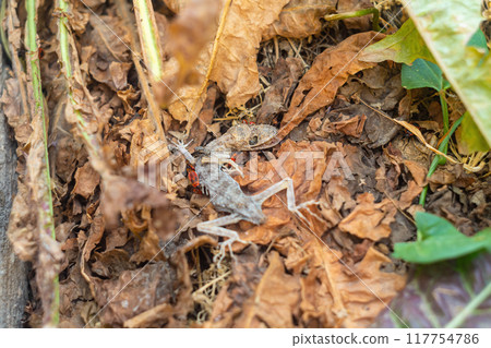 Scavenger insects such as flies and red bugs - firefighters have gathered and are eating the decomposing corpse of a dead lizard with its mouth open, lying on dry fallen leaves 117754786