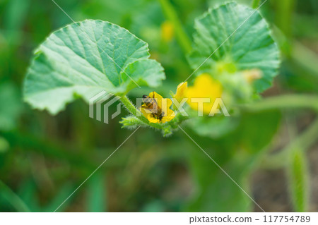 Hardworking bee collecting pollen while sinking head deep into yellow flowering flower melon plant close-up against blurred green background of summer orchard. Diligent working insects in nature 117754789