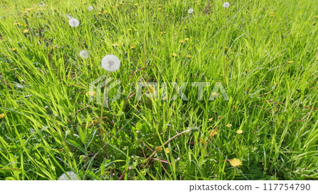 Yellow dandelion on green lawn. Medical yellow dandelion herb. Wide shot. 117754790