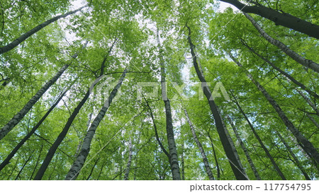 Tops of tall trees in wild forest. Trunks of tall trees rising to the sky. View of the forest from the bottom up. Static view. 117754795