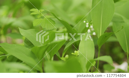 Glade of lilies of valley growing in spring among trees. Convallaria majalis. Slow motion. 117754804