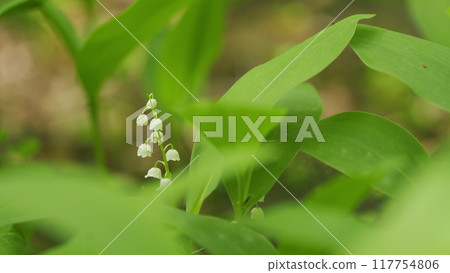 Beautiful forest lily of valley as an element of wildlife. Convallaria majalis. Slow motion. 117754806