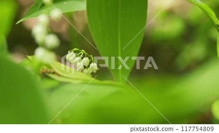 Beautiful spring flowers. May bells, may lily, lily of valley, convallaria, and muguet. Slow motion. Beautiful spring flowers. May bells, may lily, lily of valley, convallaria, and muguet. Slow motion. 117754809