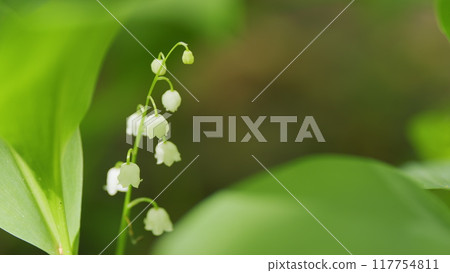 Glade of lilies of valley growing in spring among trees. Convallaria majalis. Slow motion. Glade of lilies of valley growing in spring among trees. Convallaria majalis. Slow motion. 117754811