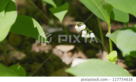 Blooming lily of valley in spring forest. Flowers bells lily of valley wild. Slow motion. 117754816