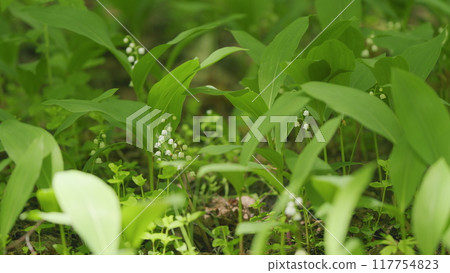 Flowers of lily of valley. Delicate fragrant flower bloomed. Convallaria majalis. Slow motion. 117754823