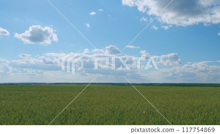 Natural background with growing rye. Green wheat field on sunny summer day with blue sky and white clouds. Wide shot. 117754869