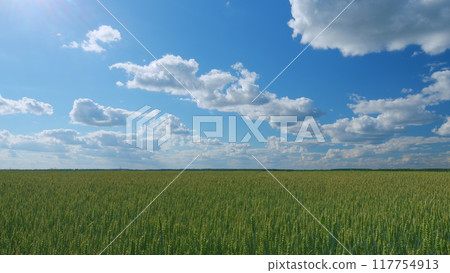 Blue sky and clouds. Agricultural field with young green wheat sprouts. Wheat field in summer. Wide shot. Blue sky and clouds. Agricultural field with young green wheat sprouts. Wheat field in summer. Wide shot. 117754913