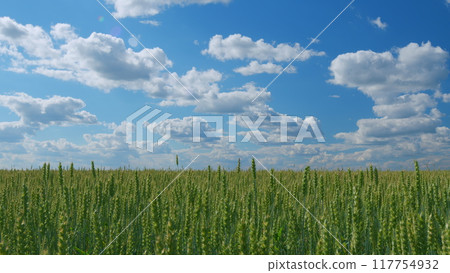 Blue sky and clouds. Agricultural field with young green wheat sprouts. Wheat field in summer. Wide shot. Blue sky and clouds. Agricultural field with young green wheat sprouts. Wheat field in summer. Wide shot. 117754932