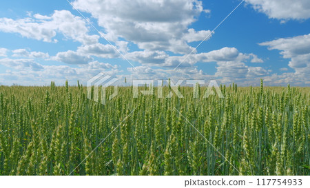 Agriculture farm. Young green ears of wheat. Blue sky and clouds. Agriculture industry. Lifestyle and beautiful nature, rural scenery. Wide shot. 117754933
