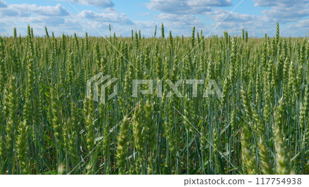 Beautiful cloudless sky in countryside over a green field of wheat. Ripening crops under warm sun. Wide shot. 117754938