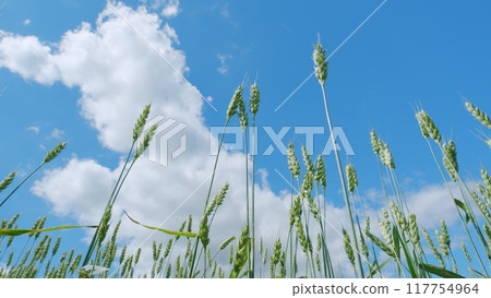 Low anlgle view. Wheat field, green golden ears of wheat swaying from wind. Beautiful blue sky. Green yellow wheat ears swaying in wind. Slow motion. 117754964