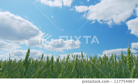 Wheat field, ears of wheat swaying from the gentle wind. Blue sky and clouds. Wide shot. 117754967