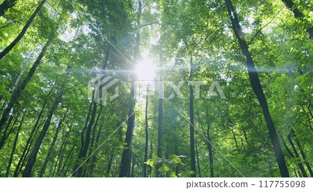 Deciduous forest has grown. Sunbeams peeking through forest trees in early autumn shades. Time lapse. 117755098