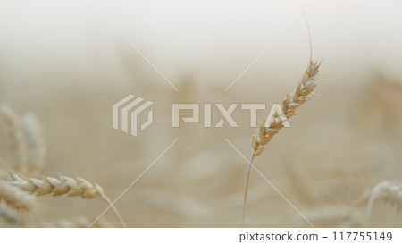 Cultivation of cereals, production of bread. Farm agricultural landscape. Healthy food. Crops field. Close up. 117755149