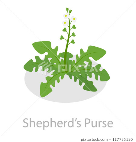 3D Isometric Flat Vector Set of Astringent Herbs, Natural Herbal Remedy. Item 4 117755150