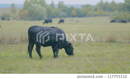 Herd or black angus cows. Cows graze in meadow. Animal grazing in pasture. Selective focus. 117755318