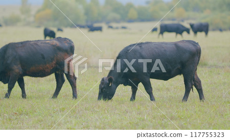 Cows animal grazing in pasture. Aberdeen angus cows. Graze in green meadow pasture field. Selective focus. 117755323