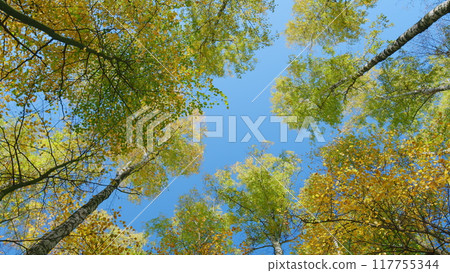 Panorama of a sunny day. Yellow maple tree leaves composition over sky. Wide shot. Panorama of a sunny day. Yellow maple tree leaves composition over sky. Wide shot. 117755344