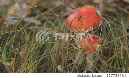 Fly agaric mushroom on forest floor. Beautiful red mushroom amantia muscaria growing in nature. Close up. Fly agaric mushroom on forest floor. Beautiful red mushroom amantia muscaria growing in nature. Close up. 117755384