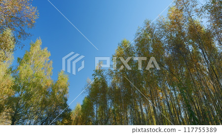 Nature change scene. Orange autumn leaves with a blue sky background. Beautiful autumn view. Low angle view. 117755389