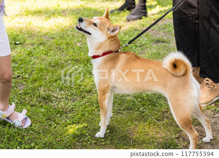 Beautiful akita inu pet dog for a walk in a park. Japanese Akita Dog Breed Beautiful akita inu pet dog for a walk in a park. Japanese Akita Dog Breed 117755394