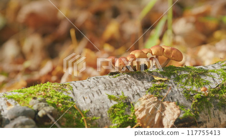 Honey agarics mushrooms. Edible mushrooms on a tree in a forest. Close up. 117755413