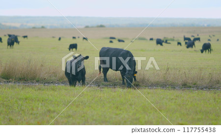 Cows eating grass on beautiful field. Black cow eating fresh spring grass. Real time. 117755438