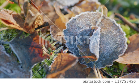 Autumn mood, autumn background. Frost ice on forest morning. Pan. Autumn mood, autumn background. Frost ice on forest morning. Pan. 117755456