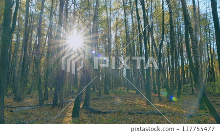 Morning in autumn forest. Beautiful forest in autumn with bright sun shining through trees. Timelapse. 117755477
