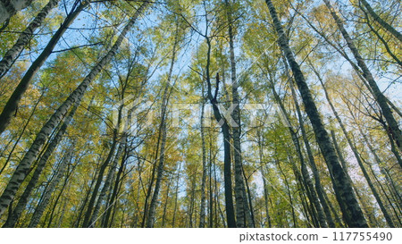 Yellowed leaves on a blue sky background in autumn on a sunny day. Nature change scene. Wide shot. 117755490