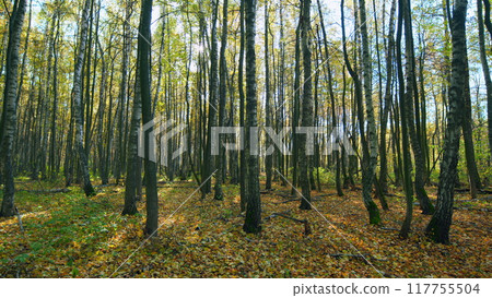 Landscape of autumn forest, flare from sunlight. Bright foliage in sunny autumn park. Real time. Landscape of autumn forest, flare from sunlight. Bright foliage in sunny autumn park. Real time. 117755504