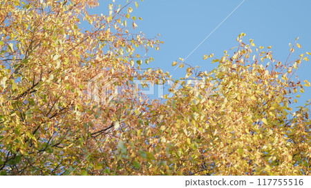 Yellow leaves of linden. Rainy weather. Beautiful autumn. A light breeze. Low angle view. Yellow leaves of linden. Rainy weather. Beautiful autumn. A light breeze. Low angle view. 117755516