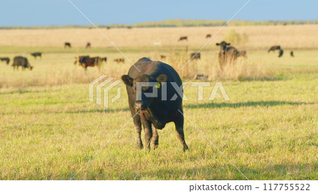 Dark cow on an summer pasture. Black cow grazing green herb at meadow. Static view. 117755522